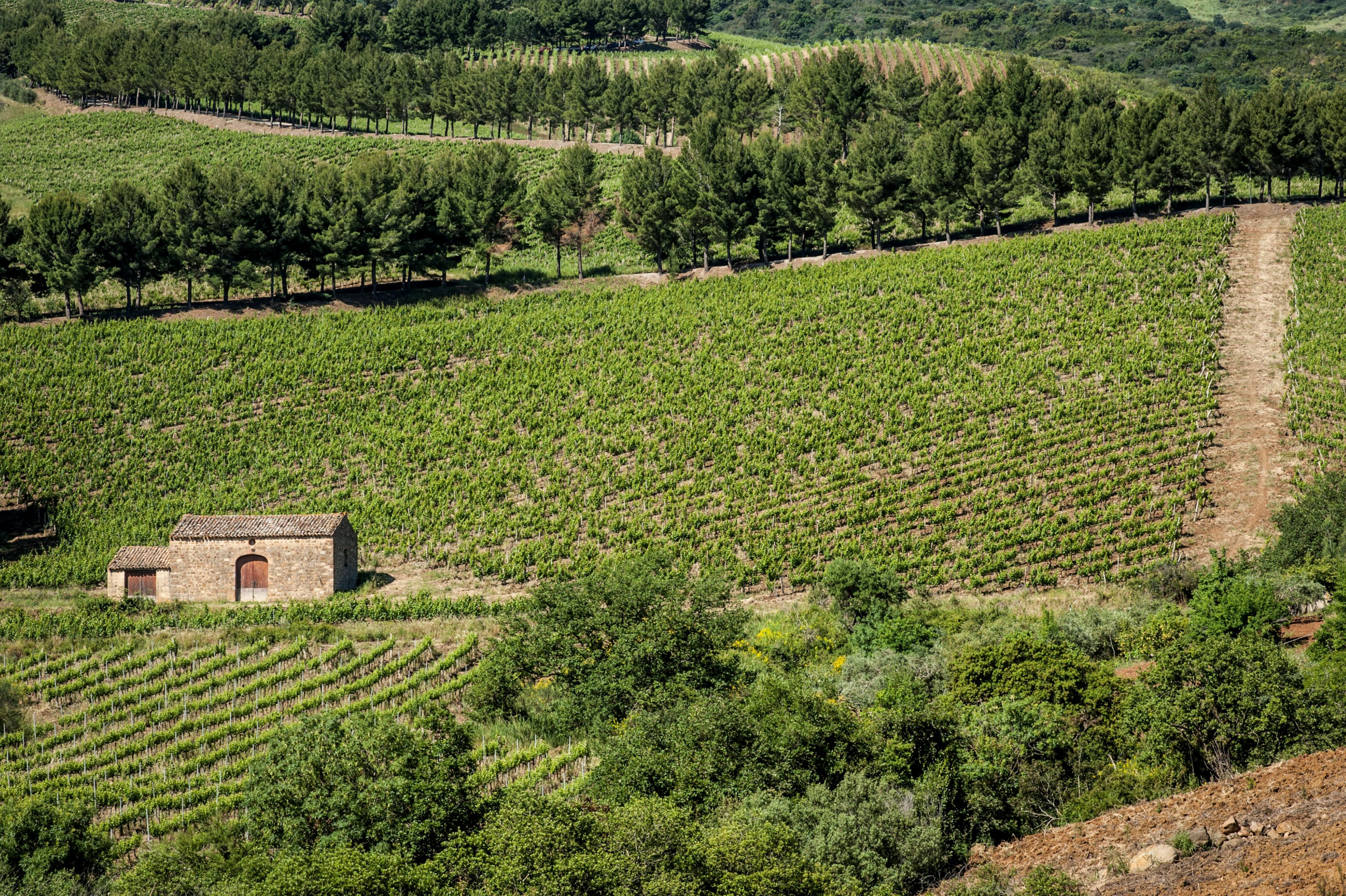 Relais Abbazia Santa Anastasia Resort & Winery Castelbuono  Eksteriør bilde
